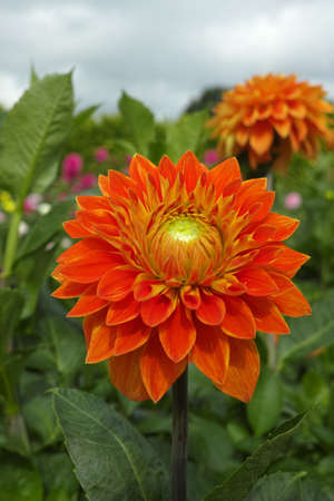 Red dahlia flower on the plant, Beautiful bouquet or decoration from the gardenの写真素材
