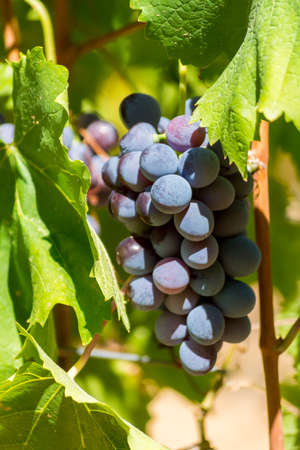 Red wine grapes from the hill in France, ripe on the vines and ready to harvest and wine productionの写真素材