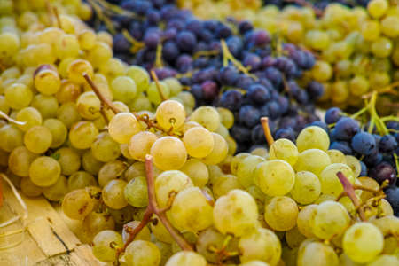 White muscat grape and dark grape - sweet and tasty dessert, healthy fruit from south vineyards of Provence on the marketの写真素材