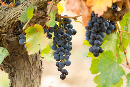 Ripe red wine grape ready to harvest, South Franceの写真素材