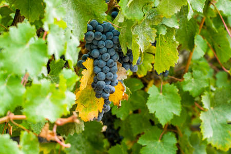 Ripe red wine grape ready to harvest, South Franceの写真素材