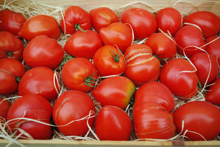 Ancient Provencal french ripe farm tomatoes on the street marketの写真素材