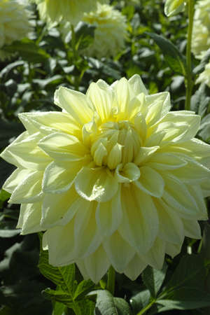 Yellow dahlia flower on the plant, Beautiful bouquet or decoration from the gardenの写真素材