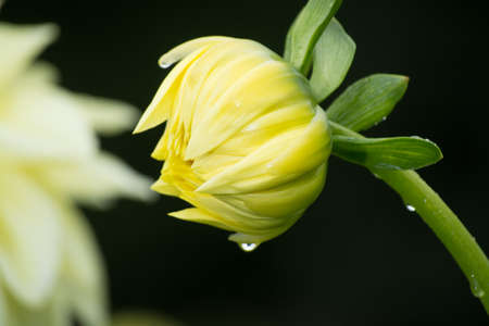 Yellow dahlia flower on the plant, beatyful bouquet or decoration from the gardenの写真素材