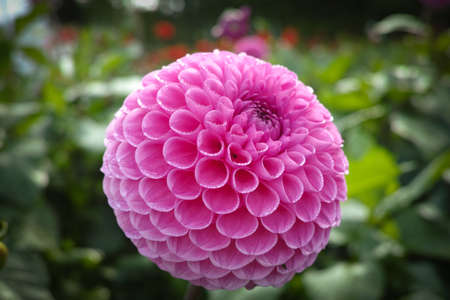 Pink rose dahlia flower on the plant, Beautiful bouquet or decoration from the gardenの写真素材