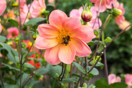 Pink rose dahlia flower on the plant, beatyful bouquet or decoration from the gardenの写真素材