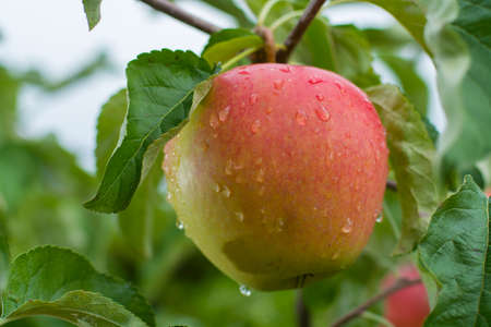 Big red braeburn apples on apple tree, ready to harvest, autumn in Brabant Netherlandsの写真素材