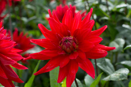 Red dahlia flower on the plant, Beautiful bouquet or decoration from the gardenの写真素材