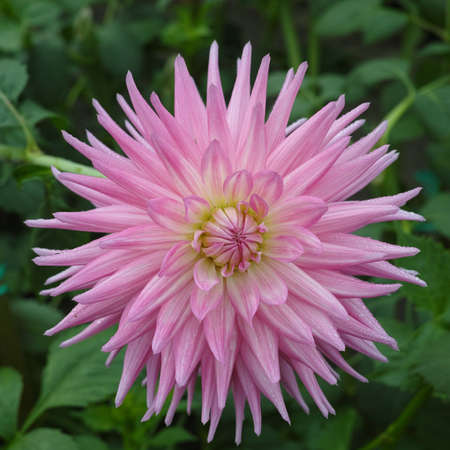Pink rose dahlia flower on the plant, Beautiful bouquet or decoration from the gardenの写真素材