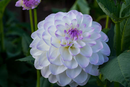 White dahlia flower on the plant, beautiful bouquet or decoration from the gardenの写真素材