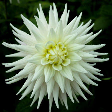 White dahlia flower on the plant, beautiful bouquet or decoration from the gardenの写真素材