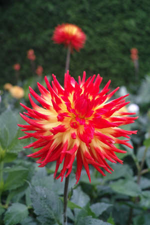 Red dahlia flower on the plant, Beautiful bouquet or decoration from the gardenの写真素材
