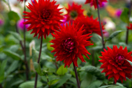 Red dahlia flower on the plant, Beautiful bouquet or decoration from the gardenの写真素材