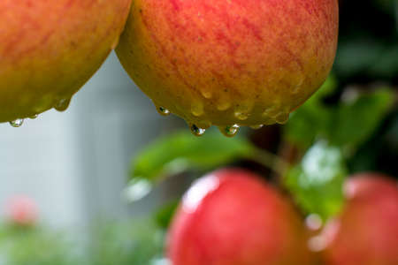 Big red braeburn apples on apple tree, ready to harvest, autumn in Brabant Netherlandsの写真素材