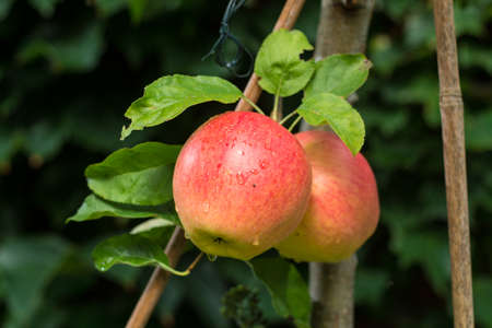 Big red braeburn apples on apple tree, ready to harvest, autumn in Brabant Netherlandsの写真素材
