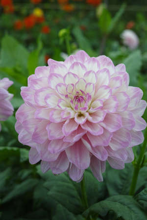 Pink rose dahlia flower on the plant, Beautiful bouquet or decoration from the gardenの写真素材
