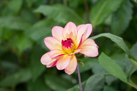 Pink rose dahlia flower on the plant, beatyful bouquet or decoration from the gardenの写真素材