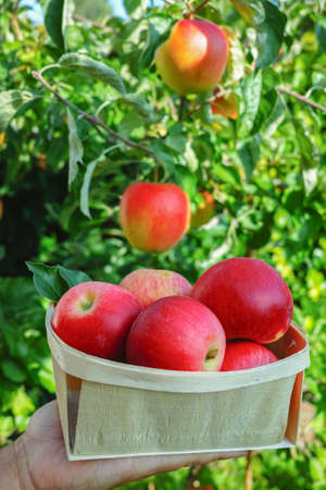 Fresh harvest of orgenic ripe red apples, seasonal works in orchard, fruit gardenの写真素材