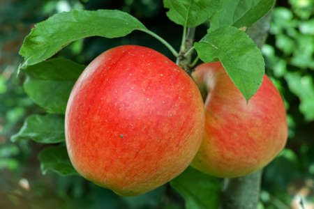 Big red ripe apples on the apple tree, ready to harvest, seasonal works in orchard, fruit gardenの写真素材