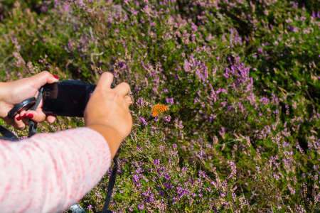 Woman making foto picture of butterfly in blossoming colorful heather moorland, close upの写真素材
