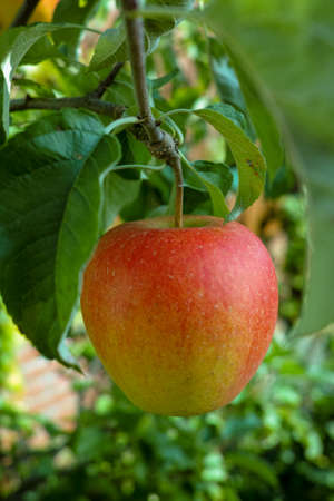 One big red ripe apple on the apple tree, ready to harvest, seasonal works in orchard, fruit gardenの写真素材