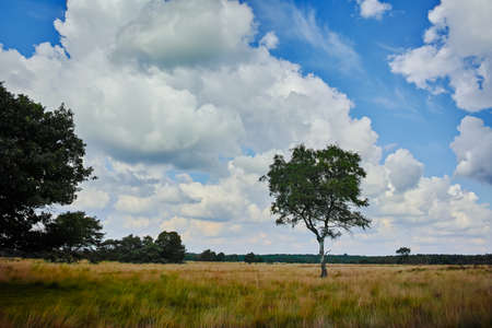 Heather moorland in Kempen forests, North Brabant, the Netherlands, autumn daysの写真素材