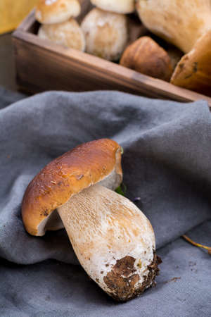 Boletus edulis, cepe, porcini mushrooms unwashed on gray concrete background, tasty food from forest, autumn menuの写真素材