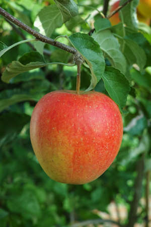 One big red ripe apple on the apple tree, ready to harvest, seasonal works in orchard, fruit gardenの写真素材