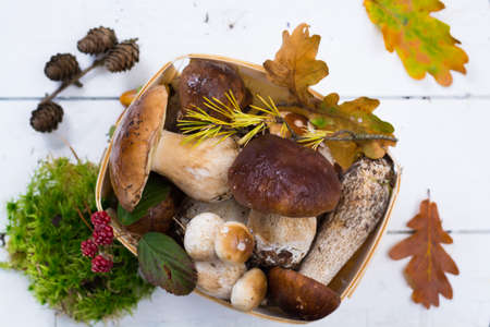Boletus edulis, cepe, porcini mushrooms unwashed on white wooden background, tasty food from forestの写真素材