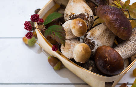 Boletus edulis, cepe, porcini mushrooms unwashed on white wooden background, tasty food from forestの写真素材