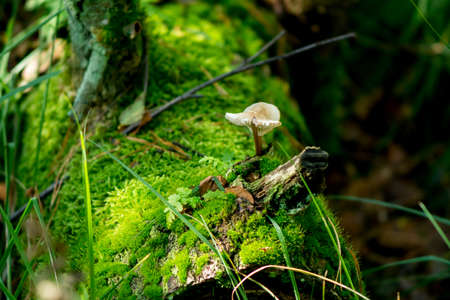 Old mossy stub in the forest with small white mushroom, close upの写真素材