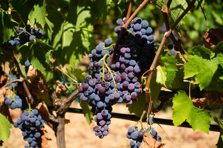 Red wine grapes from the hill in France, ripe on the vines and ready to harvest and wine productionの写真素材