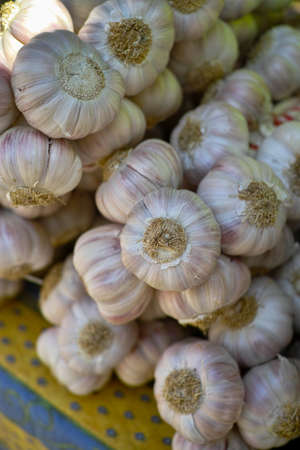 Fresh french violet and rose garlic from Provence, France, close upの写真素材