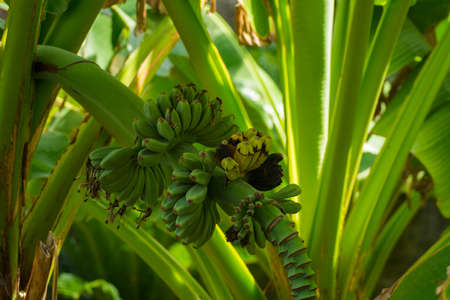 Tropical tree - banana palm with flowers and fruits, exotic tasty foodの写真素材