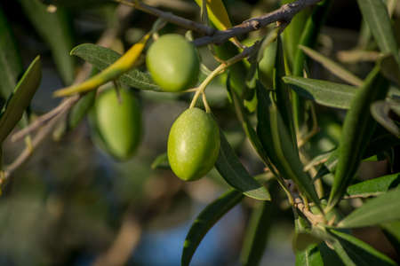 Ripe green olives on the tree, Provence, Franceの写真素材