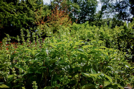 Fresh aromatic herbs basil plant in the garden, growth outsideの写真素材