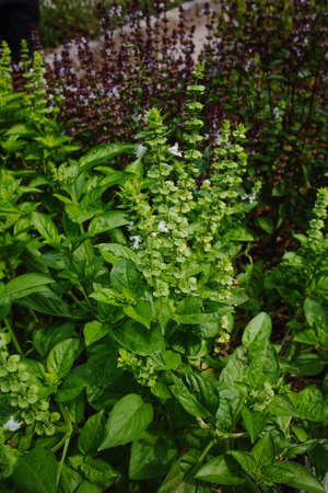 Fresh aromatic herbs basil plant in the garden, growth outsideの写真素材