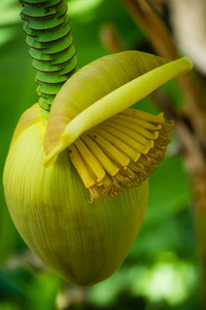 Tropical tree - banana palm with flowers and fruits, exotic tasty foodの写真素材