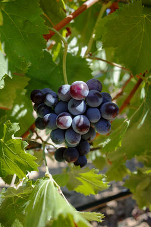 Red wine grapes from the hill in France, ripe on the vines and ready to harvest and wine production