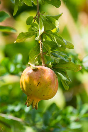 Pomegranate fruits riping on the tree in sunny dayの写真素材