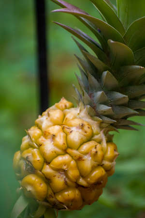Small pineapple ananas growth in the tropical exotic gardenの写真素材
