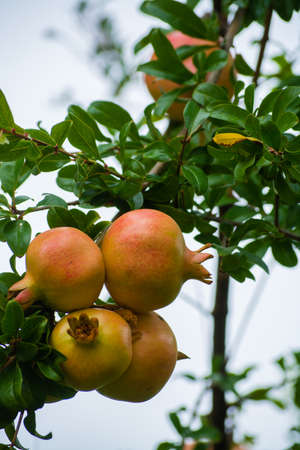 Pomegranate fruits riping on the tree in sunny dayの写真素材
