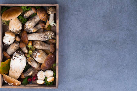 Boletus edulis, cepe, porcini mushrooms unwashed on gray concrete background, tasty food from forest, autumn menuの写真素材