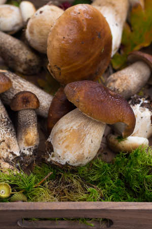 Boletus edulis, cepe, porcini mushrooms unwashed on gray concrete background, tasty food from forest, autumn menuの写真素材