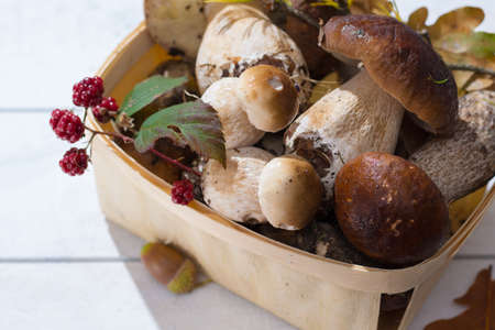 Boletus edulis, cepe, porcini mushrooms unwashed on white wooden background, tasty food from forestの写真素材