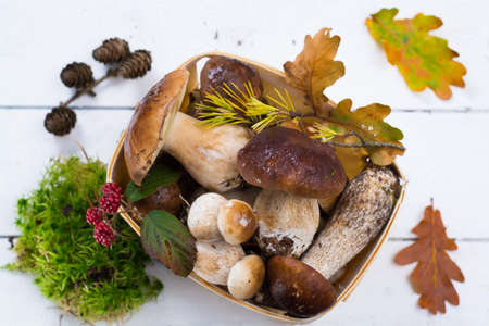 Boletus edulis, cepe, porcini mushrooms unwashed on white wooden background, tasty food from forestの写真素材