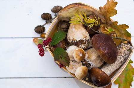 Boletus edulis, cepe, porcini mushrooms unwashed on white wooden background, tasty food from forestの写真素材