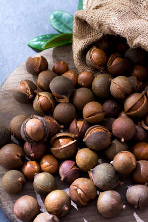 Australian macadamia nuts, unpeeld fresh harvest close upの写真素材