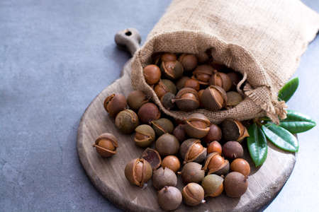 Australian macadamia nuts, unpeeld fresh harvest close upの写真素材