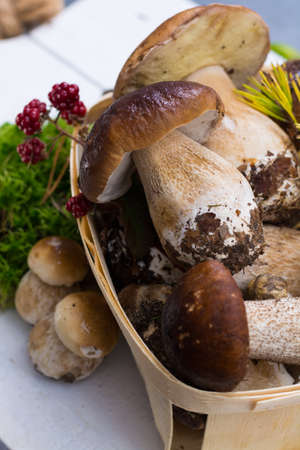 Boletus edulis, cepe, porcini mushrooms unwashed on white wooden background, tasty food from forestの写真素材